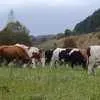 молоко коровье сырое в Новосиле