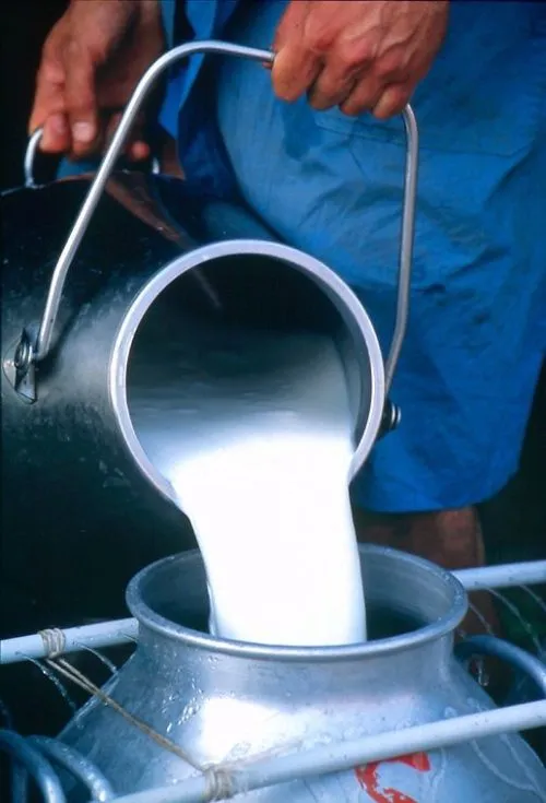 фотография продукта Молоко коровье сырое в Орловской области